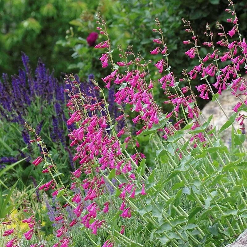 Coconino County Desert Penstemon 10 Coconino County Desert Penstemon - Image 8