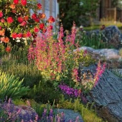 Coconino County Desert Penstemon 12 Coconino County Desert Penstemon -BloomNest Shop emmis oure penstemon coconino county 6 cropped 1