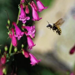 Coconino County Desert Penstemon 14 Coconino County Desert Penstemon -BloomNest Shop emmis oure penstemon coconino county with bee cropped 1
