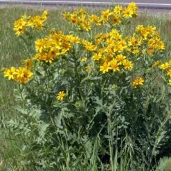 Engelmann's Daisy (Engelmannia) -BloomNest Shop engelmannia texas roadway pgh 1