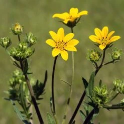 Engelmann's Daisy (Engelmannia) -BloomNest Shop englemanns daisy closeup cropped 19