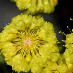 Kannah Creek® Sulphur Buckwheat -BloomNest Shop eriogonum umbellatum sulphurflower buckwheat 1