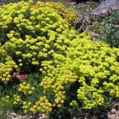 Kannah Creek® Sulphur Buckwheat -BloomNest Shop eriogonum umbellatum v aureum kanah creek 49695 1