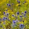 Blue Glitter Sea Holly (Eryngium) 2 Blue Glitter Sea Holly (Eryngium) -BloomNest Shop eryngium blue glitter web