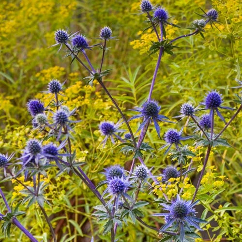 Blue Glitter Sea Holly (Eryngium) 3 Blue Glitter Sea Holly (Eryngium)