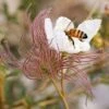 Apache Plume (Fallugia) -BloomNest Shop fallugia paradoxa bee seed head cropped