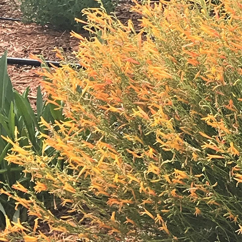 FlowerKisser® Citrus Surprise Penstemon 3 FlowerKisser® Citrus Surprise Penstemon