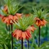 Red Crown Imperial 1 Red Crown Imperial -BloomNest Shop fritillariared 1