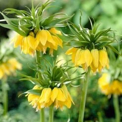 Yellow Crown Imperial -BloomNest Shop fritillariayellow1 1