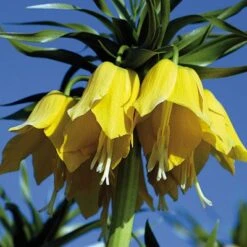 Yellow Crown Imperial -BloomNest Shop fritillariayellow 1