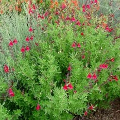 Furman's Red Texas Salvia -BloomNest Shop furmans red texas salvia