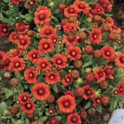 Arizona Red Shades Gaillardia 7 Arizona Red Shades Gaillardia -BloomNest Shop gaillardia arizona red shades flowers