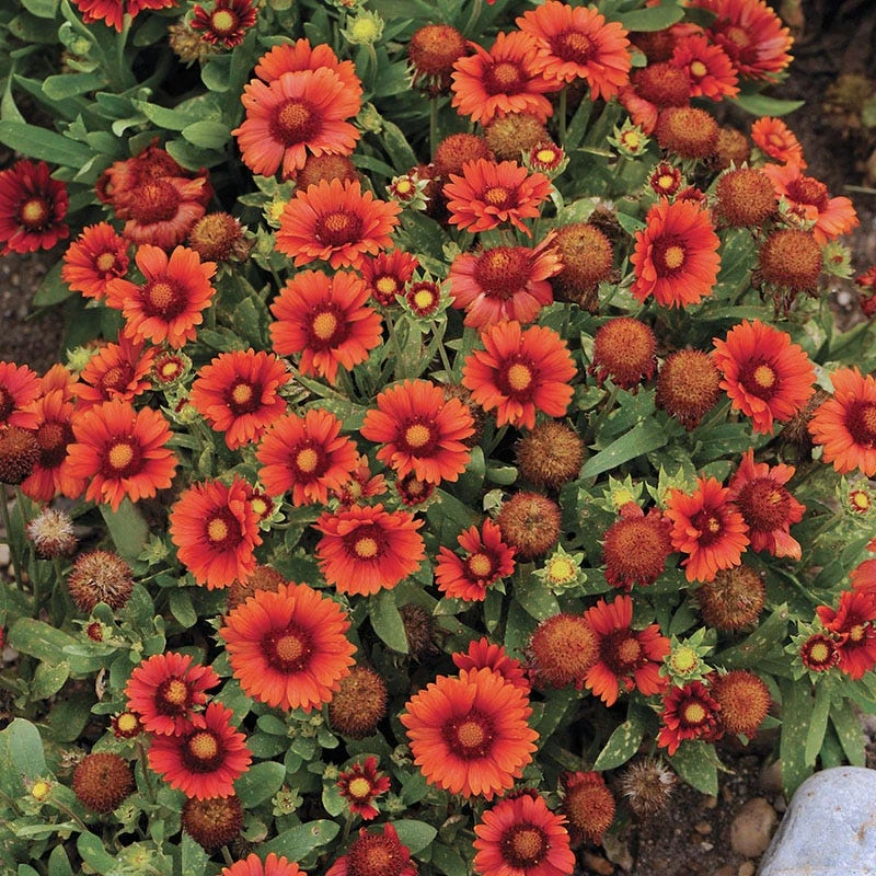 Arizona Red Shades Gaillardia 5 Arizona Red Shades Gaillardia - Image 3