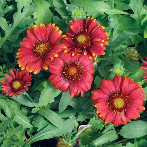 Arizona Red Shades Gaillardia 4 Arizona Red Shades Gaillardia - Image 2