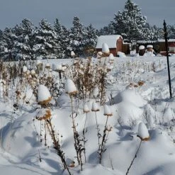 Coronation Gold Yarrow -BloomNest Shop garden in snow dianeoneil