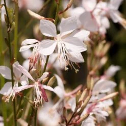 Snow Fountain Gaura -BloomNest Shop gaura lindheimeri snowfountain bloom