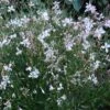 Snow Fountain Gaura 2 Snow Fountain Gaura -BloomNest Shop gaura snow fountain 003 plant haven