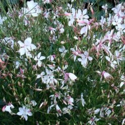 Snow Fountain Gaura -BloomNest Shop gaura snow fountain plant haven