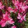 Whiskers Deep Rose Gaura 2 Whiskers Deep Rose Gaura -BloomNest Shop gaura whiskers deep rose 2 1