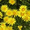 Colorado Gold® Gazania 2 Colorado Gold® Gazania -BloomNest Shop gazania linearis colorado gold treassure flower