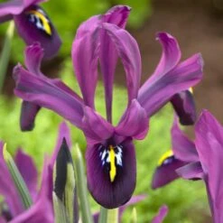 George Specie Iris (Mini Iris) 9 George Specie Iris (Mini Iris) -BloomNest Shop george mini iris specie iris purple
