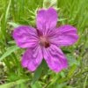 Sticky Geranium -BloomNest Shop geranium viscosissimum 1