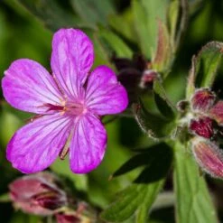 Sticky Geranium -BloomNest Shop geranium viscosissimum 3
