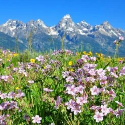 Sticky Geranium -BloomNest Shop geranium viscosissimum 4