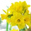 Gigantic Star Large Cupped Daffodil 1 Gigantic Star Large Cupped Daffodil -BloomNest Shop gigantic star daffodil narcissus cropped