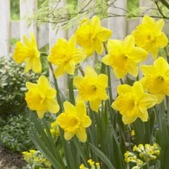 Gigantic Star Large Cupped Daffodil 7 Gigantic Star Large Cupped Daffodil -BloomNest Shop gigantic star daffodil narcissus cropped 1