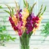 Mardi Gras Gladiolus Mix -BloomNest Shop gladiolus mardi gras mix