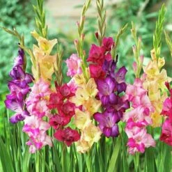 Rainbow Gladiolus Mix 9 Rainbow Gladiolus Mix -BloomNest Shop gladiolusmix3 1