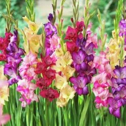 Rainbow Gladiolus Mix 10 Rainbow Gladiolus Mix -BloomNest Shop gladiolusmix4 1