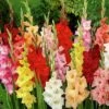 Rainbow Gladiolus Mix -BloomNest Shop gladiolusmix5 1