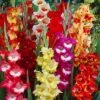 Parrot Gladiolus Mix 2 Parrot Gladiolus Mix -BloomNest Shop gladiolusparrotmix1 1