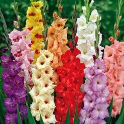 Rainbow Gladiolus Mix 11 Rainbow Gladiolus Mix -BloomNest Shop gladiolusrainbowmix 3