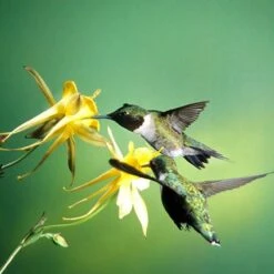Golden Spur Columbine -BloomNest Shop golden spur columbine aquilegia