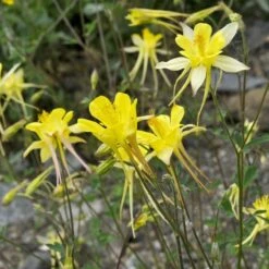 Golden Spur Columbine -BloomNest Shop golden spur columbine aquilegia