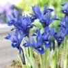 Harmony Specie Iris (Mini Iris) 2 Harmony Specie Iris (Mini Iris) -BloomNest Shop harmony mini iris specie iris 1