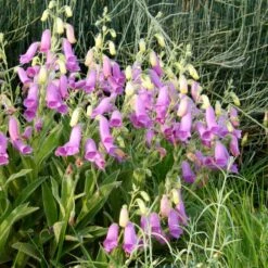 Spanish Peaks® Foxglove -BloomNest Shop hblvz51 digitalis thapsi spanish peaks 2