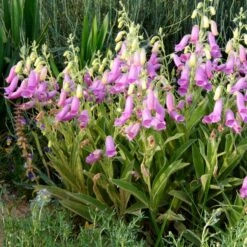 Spanish Peaks® Foxglove -BloomNest Shop hblvz51 digitalis thapsi spanish peaks