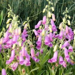 Spanish Peaks® Foxglove -BloomNest Shop hblvz51 digitalis thapsi spanish peaks 3