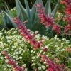 Glowing Embers® Agastache -BloomNest Shop hcg agastache glowing embers agave havardiana melampodium 1 1