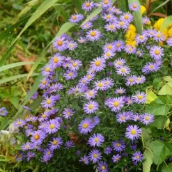 Native Dry Area Wildflower Seed Mix 14 Native Dry Area Wildflower Seed Mix -BloomNest Shop hcg dry area mix aster