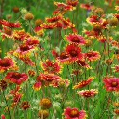 Native Dry Area Wildflower Seed Mix 10 Native Dry Area Wildflower Seed Mix -BloomNest Shop hcg dry area mix blanketflower