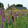 High Country Meadow Native Wildflower Seed Mix -BloomNest Shop hcg meadow native mix 2