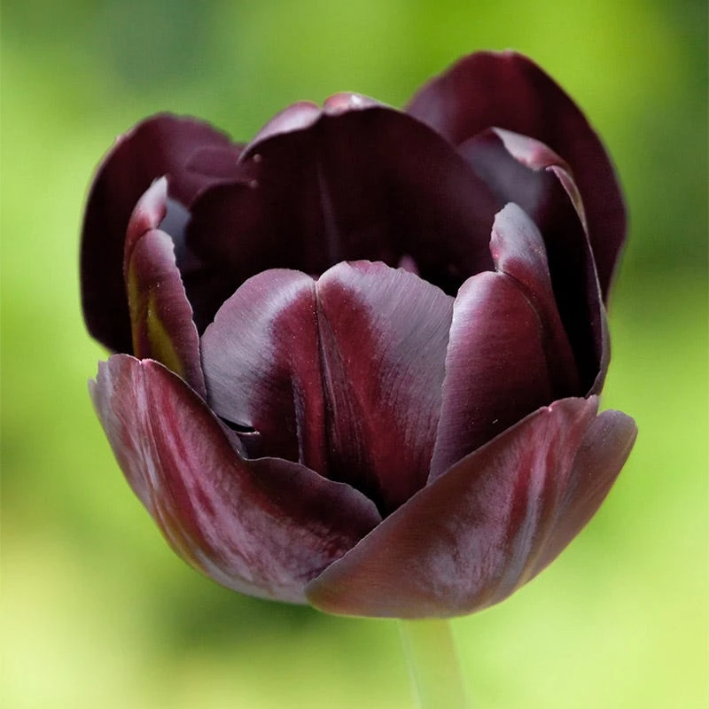 Queen Of The Night Single Late Tulip 4 Queen Of The Night Single Late Tulip - Image 3