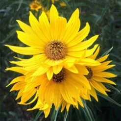 Santa Fe Maximilian's Sunflower (Helianthus) 13 Santa Fe Maximilian's Sunflower (Helianthus) -BloomNest Shop hcgsp15jackganse 23526409 helian
