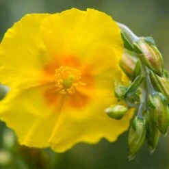 Ben Fhada Rock Rose (Helianthemum) -BloomNest Shop helianthemum ben fhada blooms buds