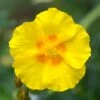 Ben Fhada Rock Rose (Helianthemum) 1 Ben Fhada Rock Rose (Helianthemum) -BloomNest Shop helianthemum ben fhada yellow